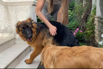 German Shepherd Puppy Cries Out Of Happiness After Being Apart From Owner