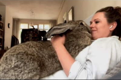 Woman accuses her bunny of acting like a dog