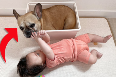 Can't Believe My Dog Did This With Our Baby **WAIT FOR IT