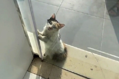 A stray cat asked to go inside a shop during heatwave