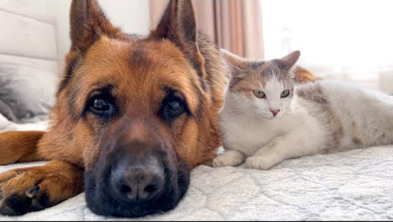 Pregnant Cat Protected by a German Shepherd