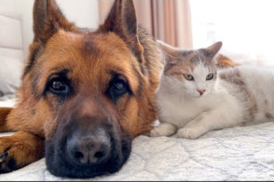 Pregnant Cat Protected by a German Shepherd