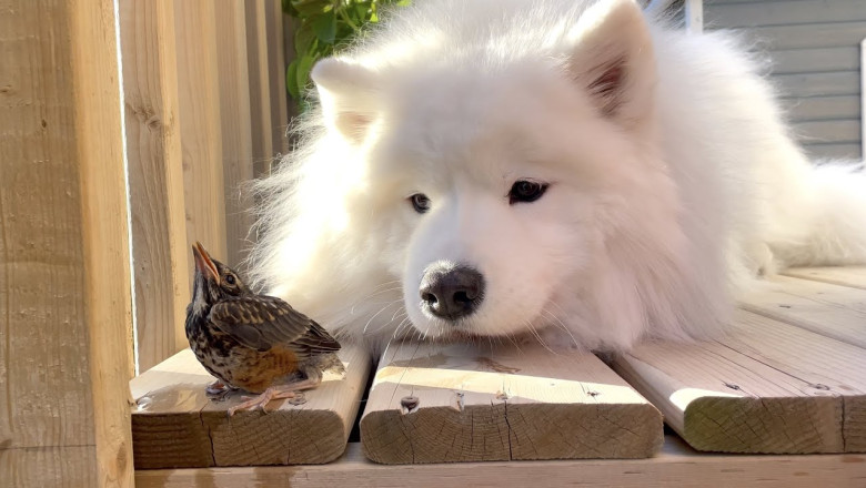 We found a sick baby bird in our backyard and tried to save it