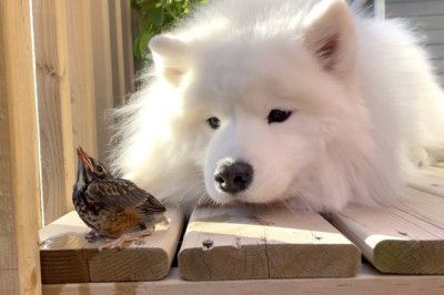 We found a sick baby bird in our backyard and tried to save it