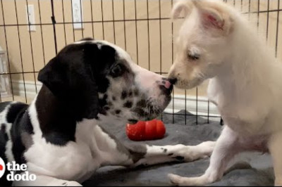 Two-Legged Puppy Was So Lonely Until She Met The Perfect Match
