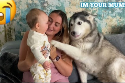 Husky Thinks She’s My Babies Mum!😭