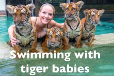 Swimming with four baby tigers