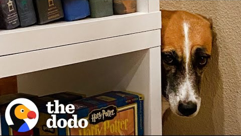 Dog Overcomes All Her Fears, One By One | The Dodo Foster Diaries