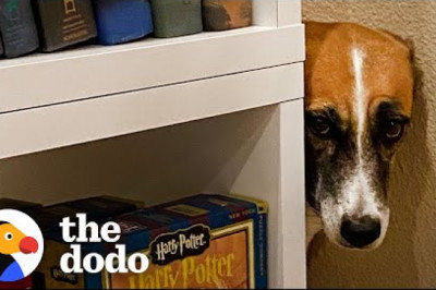 Dog Overcomes All Her Fears, One By One | The Dodo Foster Diaries