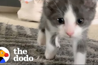 Wobbliest Foster Kitty Falls In Love With 1-Year-Old Dog | The Dodo Little But Fierce