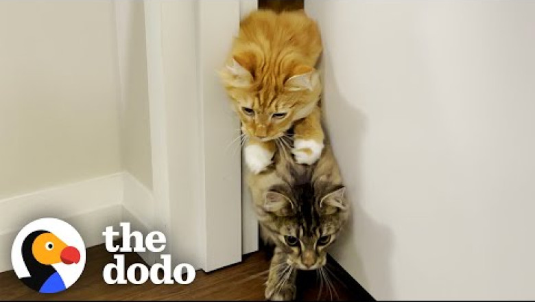 Cat Brothers Race Each Other To Their Food Bowls