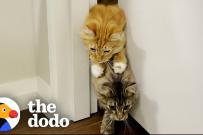 Cat Brothers Race Each Other To Their Food Bowls