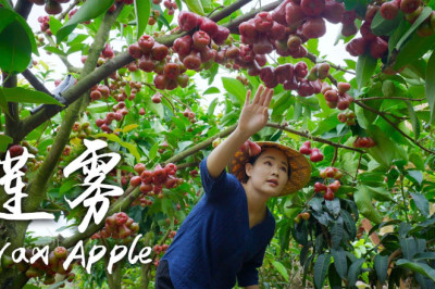 “One Fruit for a Table” Wax Apple - 