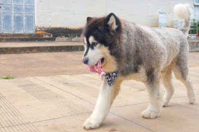 Dawang returned home with the food in his mouth elegantly and sharing with Laifu while appreciating.