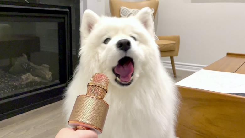 I Let My Dog Speak To a Microphone and This Happened