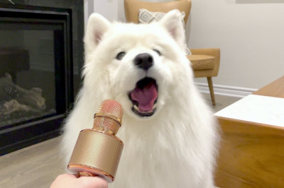 I Let My Dog Speak To a Microphone and This Happened