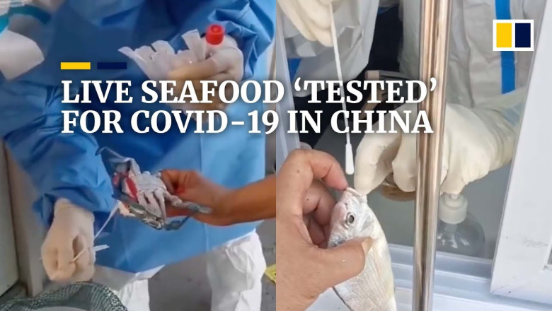 Live seafood ‘tested’ for Covid-19 in China