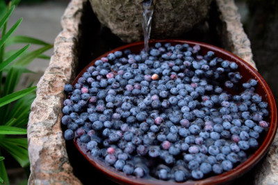 Harvesting Blueberries! They are so Blue as Ink!