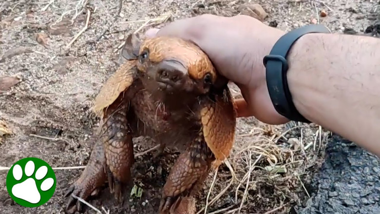 Man Gives Drink To Thirsty Armadillo