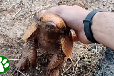Man Gives Drink To Thirsty Armadillo