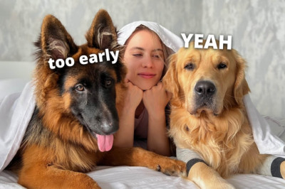 my dogs morning routine