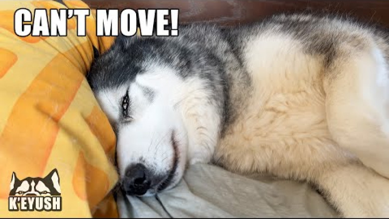 My Husky WON’T Get Out Of Bed Until He Gets This!