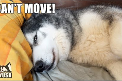 My Husky WON’T Get Out Of Bed Until He Gets This!