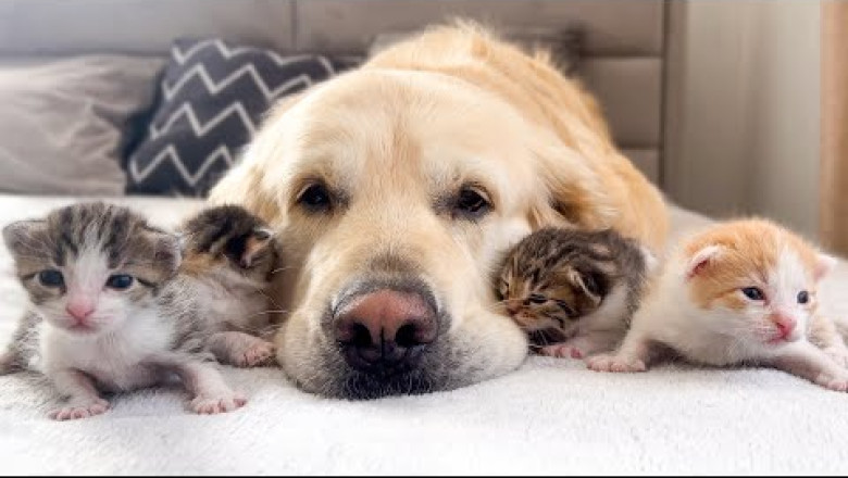 Baby Kittens think that the Golden Retriever is their Mom