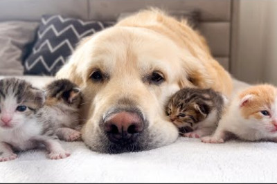 Baby Kittens think that the Golden Retriever is their Mom
