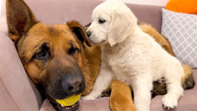 German Shepherd tries to make friends with a Tiny Puppy