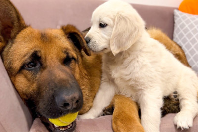 German Shepherd tries to make friends with a Tiny Puppy
