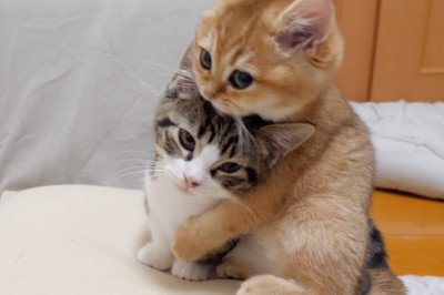 Do kittens like fights better than food?