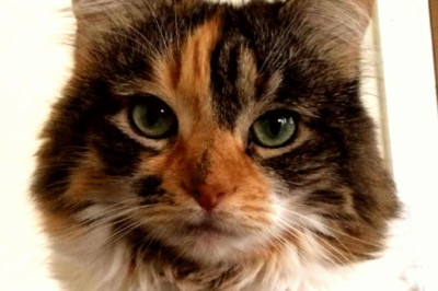 This cat talks human. But just one word.