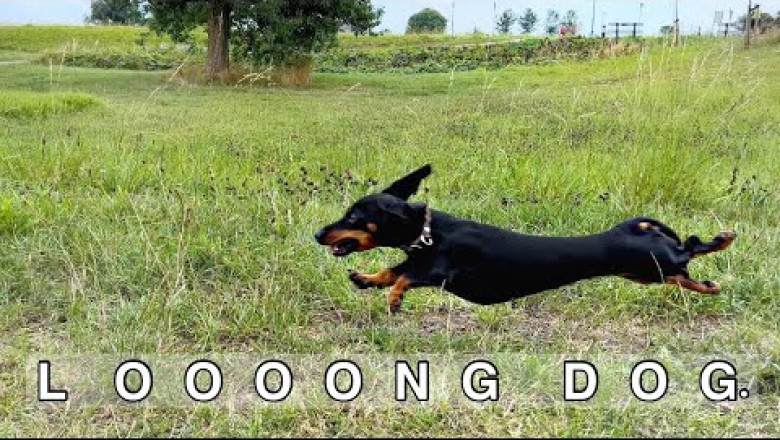 Look closely, because these Dachshunds are as fast as lightning.