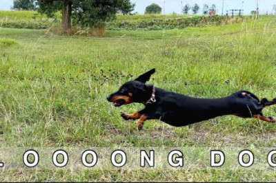 Look closely, because these Dachshunds are as fast as lightning.