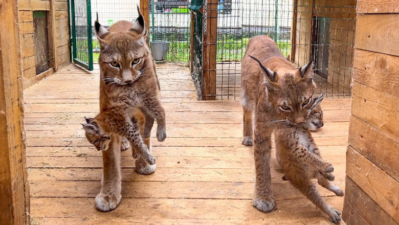 LYNX KITTENS run out of hiding and lynxes catch them in the rain/Little lynx falls asleep in my arms