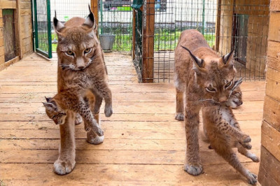 LYNX KITTENS run out of hiding and lynxes catch them in the rain/Little lynx falls asleep in my arms