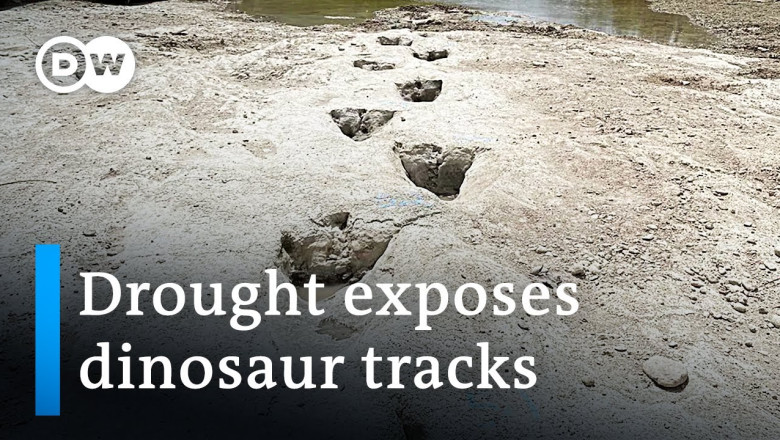 Drought uncovers 113 million-year-old dinosaur footprints | DW News