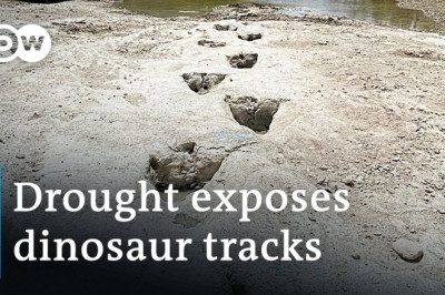Drought uncovers 113 million-year-old dinosaur footprints | DW News