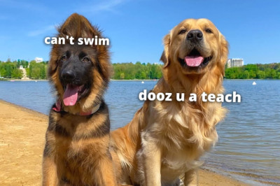 My Dogs Go On A Beach Trip