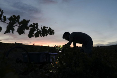 Heatwaves force early Spanish wine harvests, nighttime picking