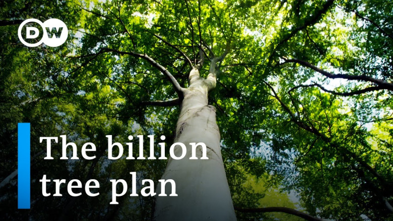 New forests for greater climate protection? | DW Documentary