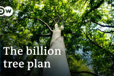 New forests for greater climate protection? | DW Documentary