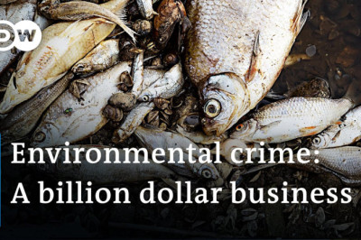 Why the EU is failing to prosecute environmental criminals | DW News