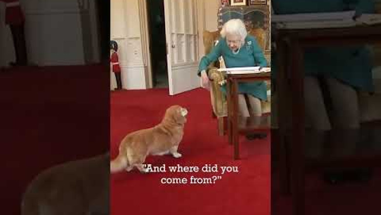 ADORABLE Moment Between Queen and her Pet Dorgi 🥺