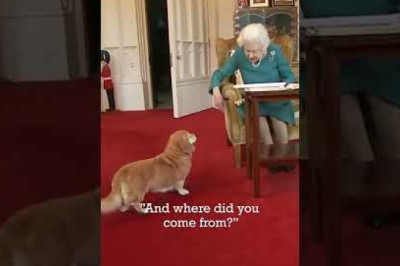 ADORABLE Moment Between Queen and her Pet Dorgi 🥺