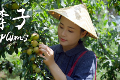 “One Fruit for a Table” Plums - A Sweet and Sour Fruit that Adds Aroma and Flavor to Our Food