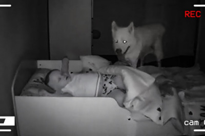 Parents Suspected Their Dog and Installed the Camera. Here's What They Saw