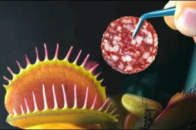 WHAT HAPPENS IF YOU FEED PREDATORY PLANT WITH SAUSAGE