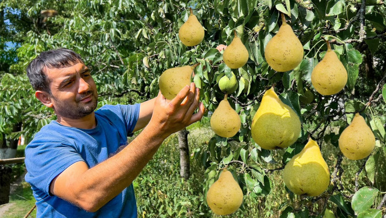 PEAR HARVESTING IN THE VILLAGE! GRANDMA COOKING HEALTHY FOOD | PEAR JAM AND MILK PILAF